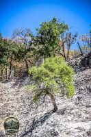 Watermark_7IMG_1007