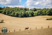 Watermark_82IMG_1085