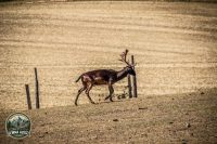 Watermark_83IMG_1086