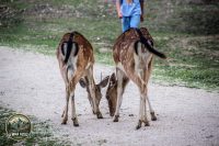 Watermark_89IMG_1092