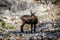 Watermark_9IMG_1009