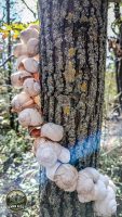 Watermark_53IMG_20260912_152735