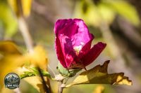 Watermark_133IMG_1762