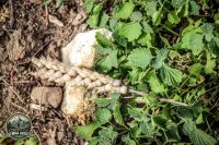 Watermark_142IMG_1772