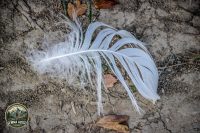 Watermark_169IMG_1799