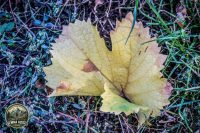 Watermark_79IMG_1713