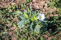 Watermark_92IMG_1729