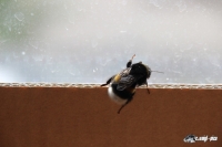 IMG_2538-Kopie