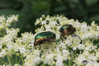 IMG_4224-Kopie