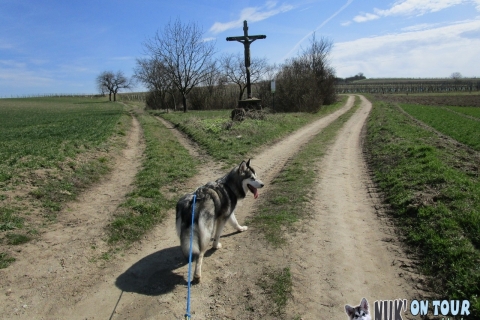 Die Trailrocker 2018