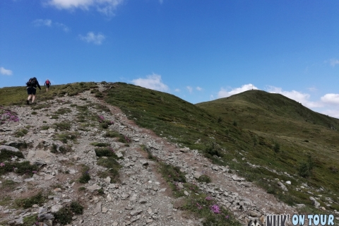 Der Golzentipp in Obertilliach (16.07.2019)