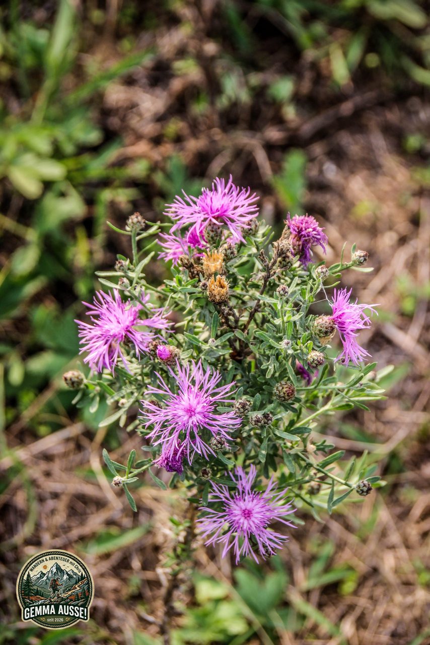 Watermark_33IMG_1456