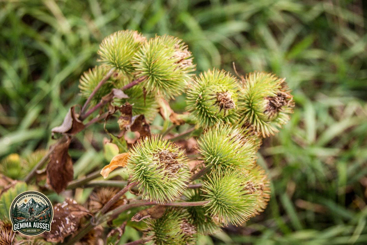 Watermark_57IMG_1487