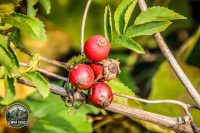 Watermark_16IMG_1437