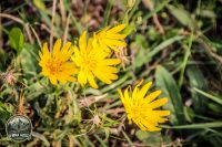 Watermark_24IMG_1445