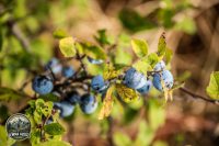 Watermark_25IMG_1446