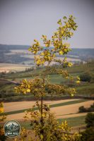 Watermark_27IMG_1449