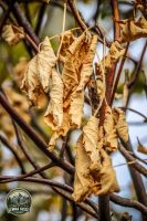 Watermark_29IMG_1452