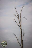 Watermark_30IMG_1453