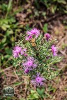 Watermark_33IMG_1456