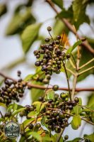 Watermark_51IMG_1476