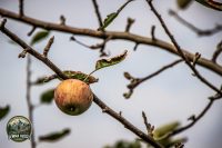 Watermark_52IMG_1477