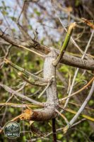 Watermark_54IMG_1480