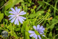 Watermark_60IMG_1491
