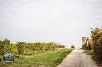 Watermark_62IMG_1493