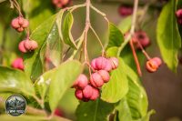 Watermark_71IMG_1504