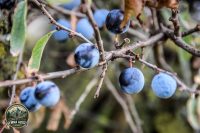 Watermark_8IMG_1429