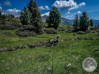 52IMG_20250606_110952-Kopie