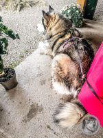 7IMG_20240515_165729-Kopie