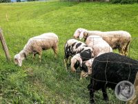 5IMG_20240515_194550-Kopie