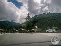 Watermark_13IMG_20250724_135351