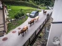 Watermark_17IMG_20250724_144024