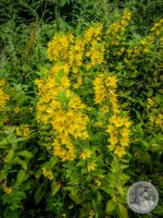 Watermark_13IMG_20250726_151404