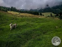 Watermark_37IMG_20250724_130747_1