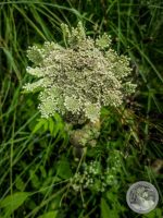 Watermark_9IMG_20250724_113829