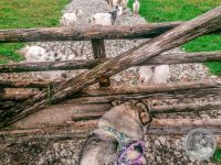 Watermark_22IMG_20250925_110446