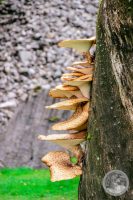 Watermark_32IMG_8661