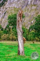 Watermark_33IMG_8662