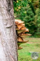 Watermark_34IMG_8663