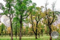 Watermark_38IMG_8667