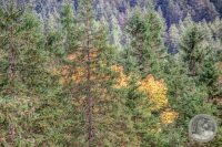 Watermark_40IMG_8669