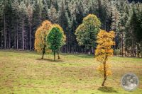 Watermark_42IMG_8671