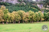 Watermark_7IMG_8656