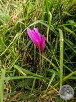 Watermark_9IMG_20250925_095851
