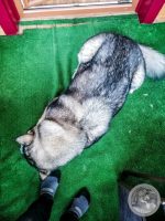 Watermark_8IMG_20250927_080101