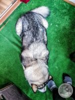 Watermark_9IMG_20250927_080107